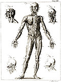 Plate XV.—Anatomy.