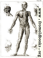 [picture: Plate XV.---Anatomy.]