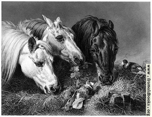 [Picture: Horses eating a scanty meal]