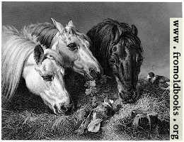 [picture: Horses eating a scanty meal]