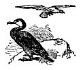 [Picture: The Gier Eagle and the Cormorant]