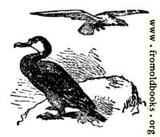 The Gier Eagle and the Cormorant