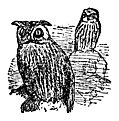 [Picture: The Little Owl and the Great Owl]