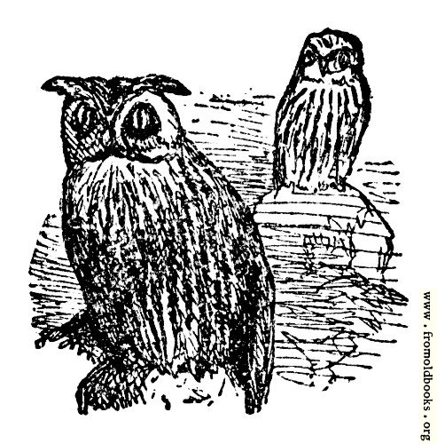 [Picture: The Little Owl and the Great Owl]