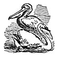 [Picture: The Pelican and the Swan]