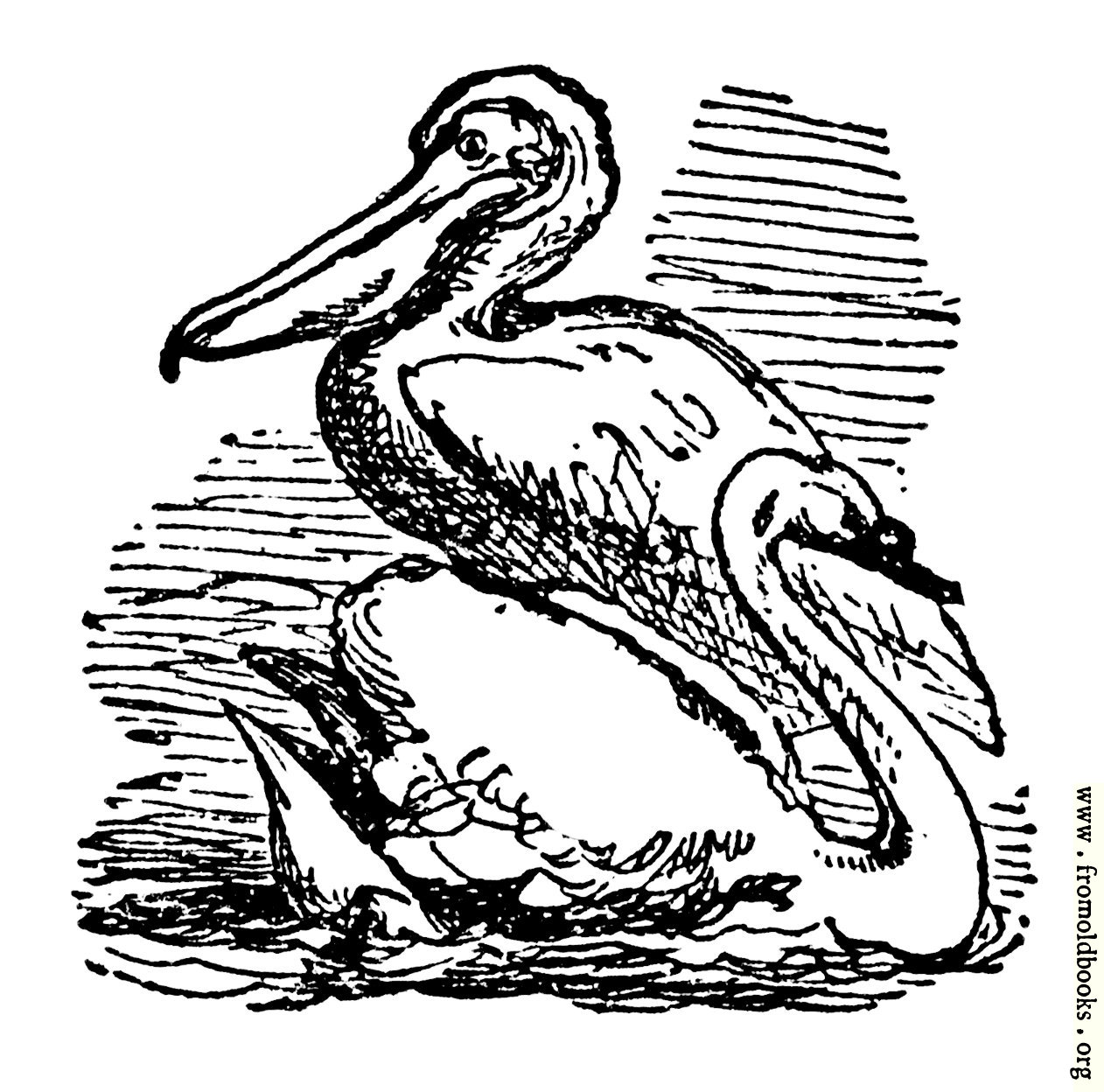 [Picture: The Pelican and the Swan]