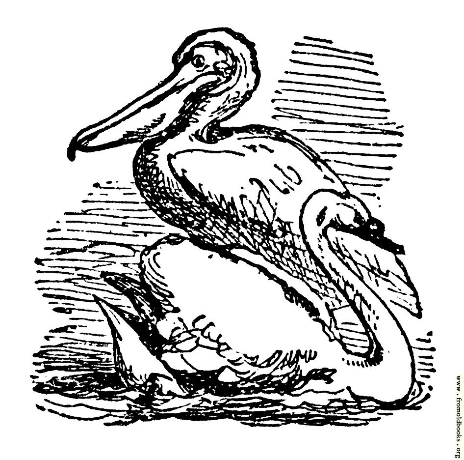 [Picture: The Pelican and the Swan]