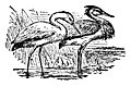 [Picture: The Stork and the Heron]