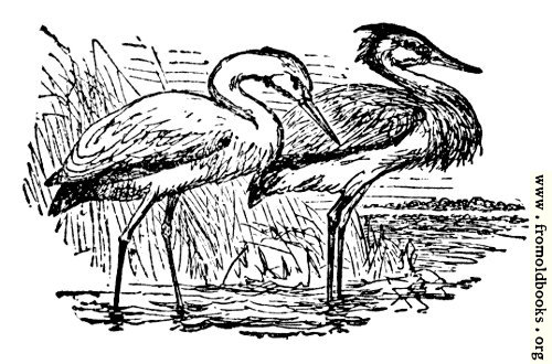 [Picture: The Stork and the Heron]