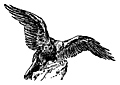 [Picture: The eagle, from the book of Deuteronomy ch. 32 v. 11]