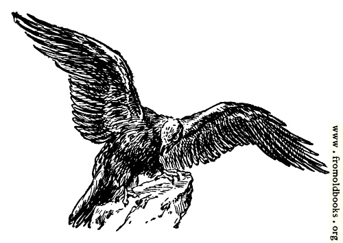 [Picture: The eagle, from the book of Deuteronomy ch. 32 v. 11]