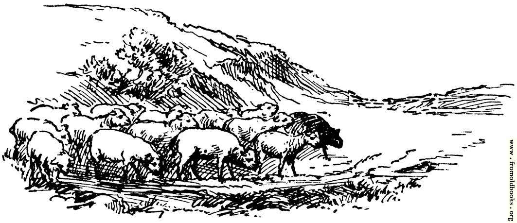 [Picture: Sheep, from p. 69]