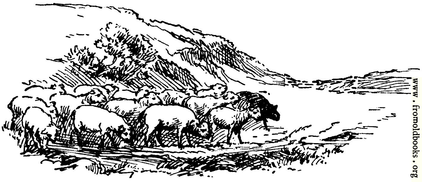 [Picture: Sheep, from p. 69]