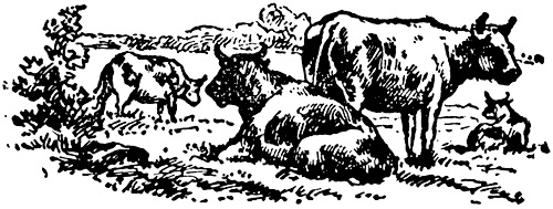 [Picture: Oxen, from p. 69]