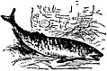 [Picture: Fish of the sea, from p. 69]