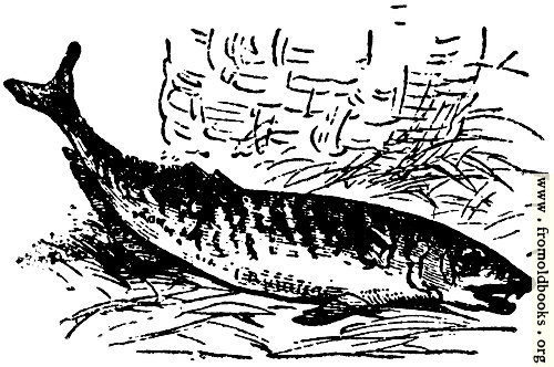 [Picture: Fish of the sea, from p. 69]