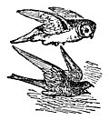 The Owl and the Night Hawk