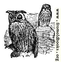 [picture: The Little Owl and the Great Owl]