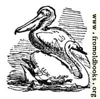 [picture: The Pelican and the Swan]