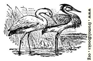 [picture: The Stork and the Heron]