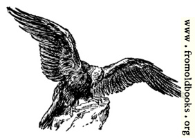 [picture: The eagle, from the book of Deuteronomy ch. 32 v. 11]