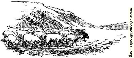 [picture: Sheep, from p. 69]