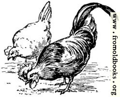 [picture: Fowl of the air, from p. 69]