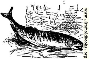 [picture: Fish of the sea, from p. 69]