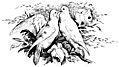 [Picture: Love Birds Kissing]