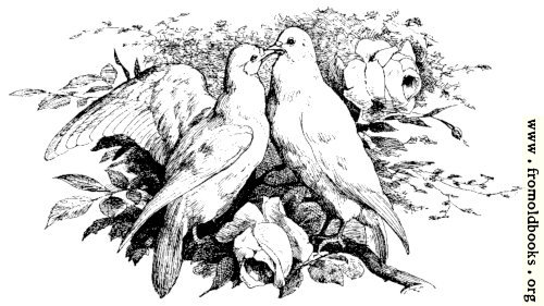 [Picture: Love Birds Kissing]