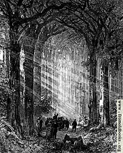 [Picture: In the Forest Cathedral]