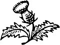 [Picture: Thistle Ornament]