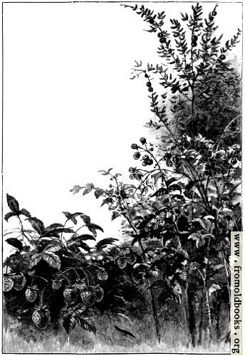 [Picture: Full page border of wild flowers]