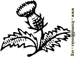 [picture: Thistle Ornament]