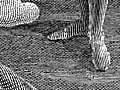 [Picture: Engraving detail: stripy feet]