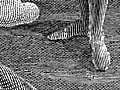 Engraving detail: stripy feet
