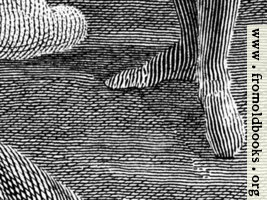 [picture: Engraving detail: stripy feet]