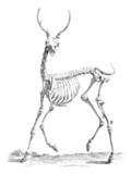 [Picture: Deer Skeleton from 18th century engraving]