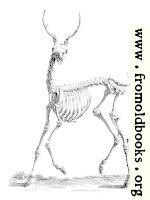 Deer Skeleton from 18th century engraving