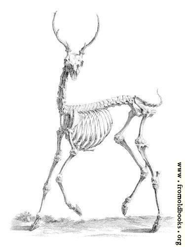 [Picture: Deer Skeleton from 18th century engraving]