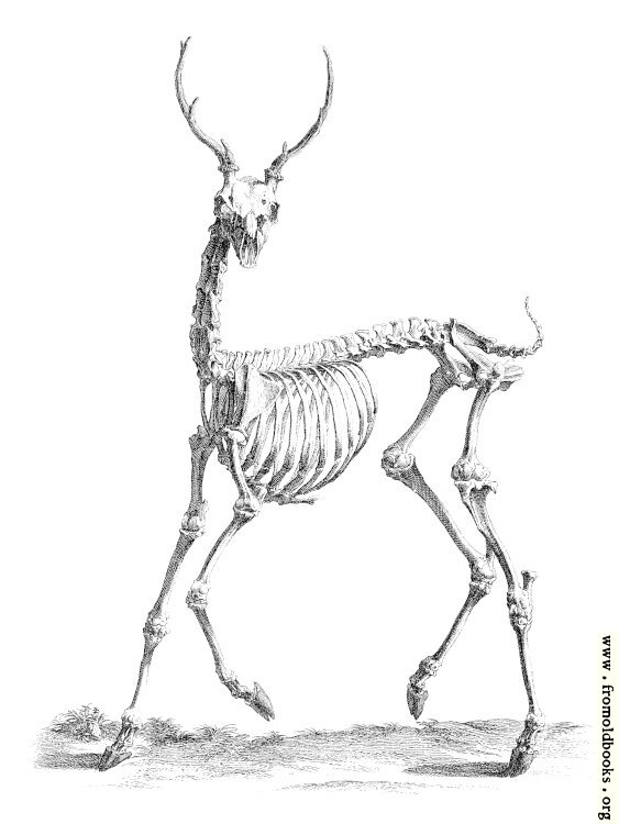 [Picture: Deer Skeleton from 18th century engraving]