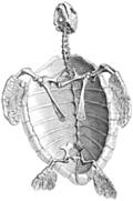 [Picture: Turtle Skeleton]
