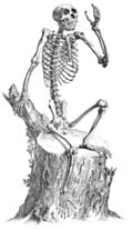 Skeleton sitting on a tree stump and waving, from 18th century engraving