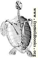 [picture: Turtle Skeleton]