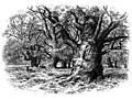 [Picture: In Needwood Forest]