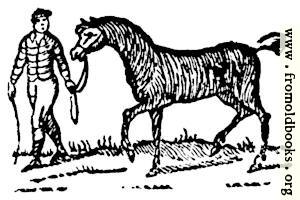 145.—Leading a Horse