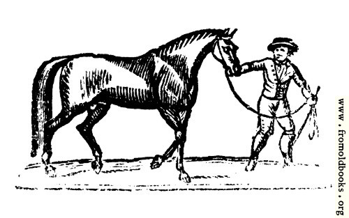 [Picture: 147.—Horse and trainer.]