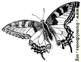678.—Swallowtail Butterfly