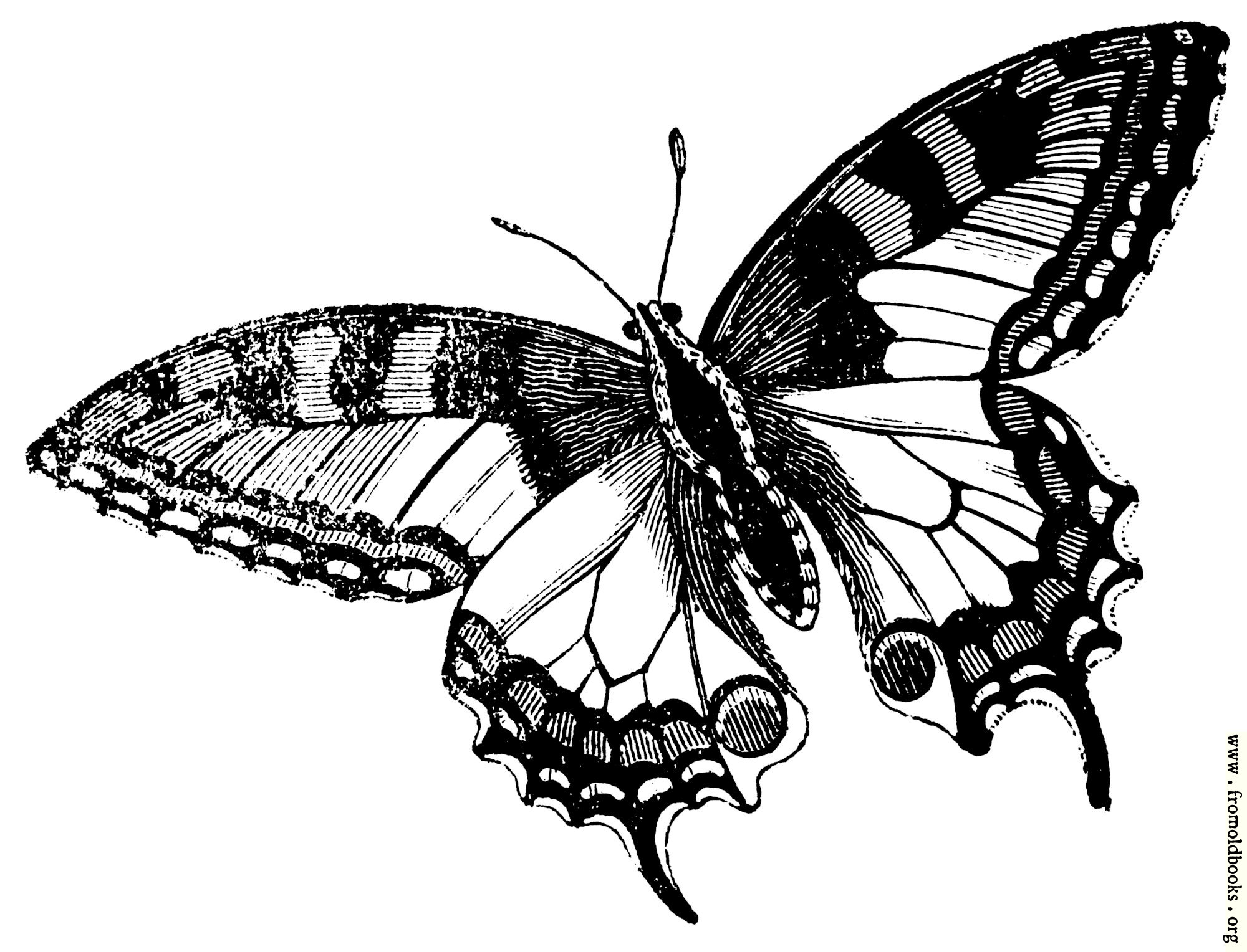 FOBO - 678.—Swallowtail Butterfly