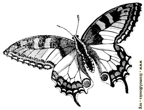 [Picture: 678.—Swallowtail Butterfly]